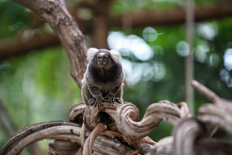 Weißkopfbüscheläffchen, Foto: Marc Lehnhardt, Lizenz: Biosphäre Potsdam