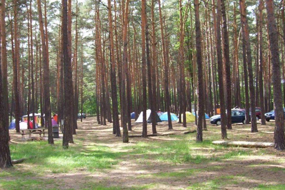 Stellplätze im Wald auf dem Campingplatz, Foto: Campingplatz Neue Scheune