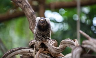 Weißkopfbüscheläffchen, Foto: Marc Lehnhardt, Lizenz: Biosphäre Potsdam