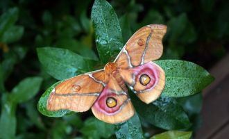 Madagaskar Kaiserspinner, Foto: Anja Sadowski, Lizenz: Biosphäre Potsdam