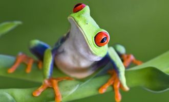 Rotaugenlaubfrosch, Foto: iStock - Mark-Kostich, Lizenz: Biosphäre Potsdam
