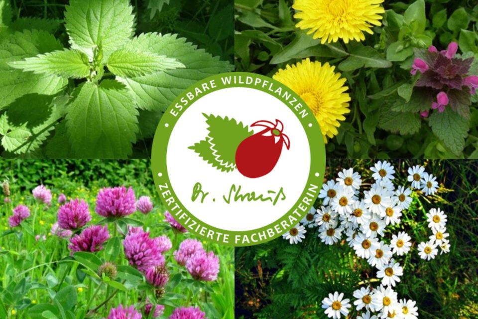 Wildpflanzen in Schwielowsee, Foto: Jacqueline Koch, Lizenz: Jacqueline Koch